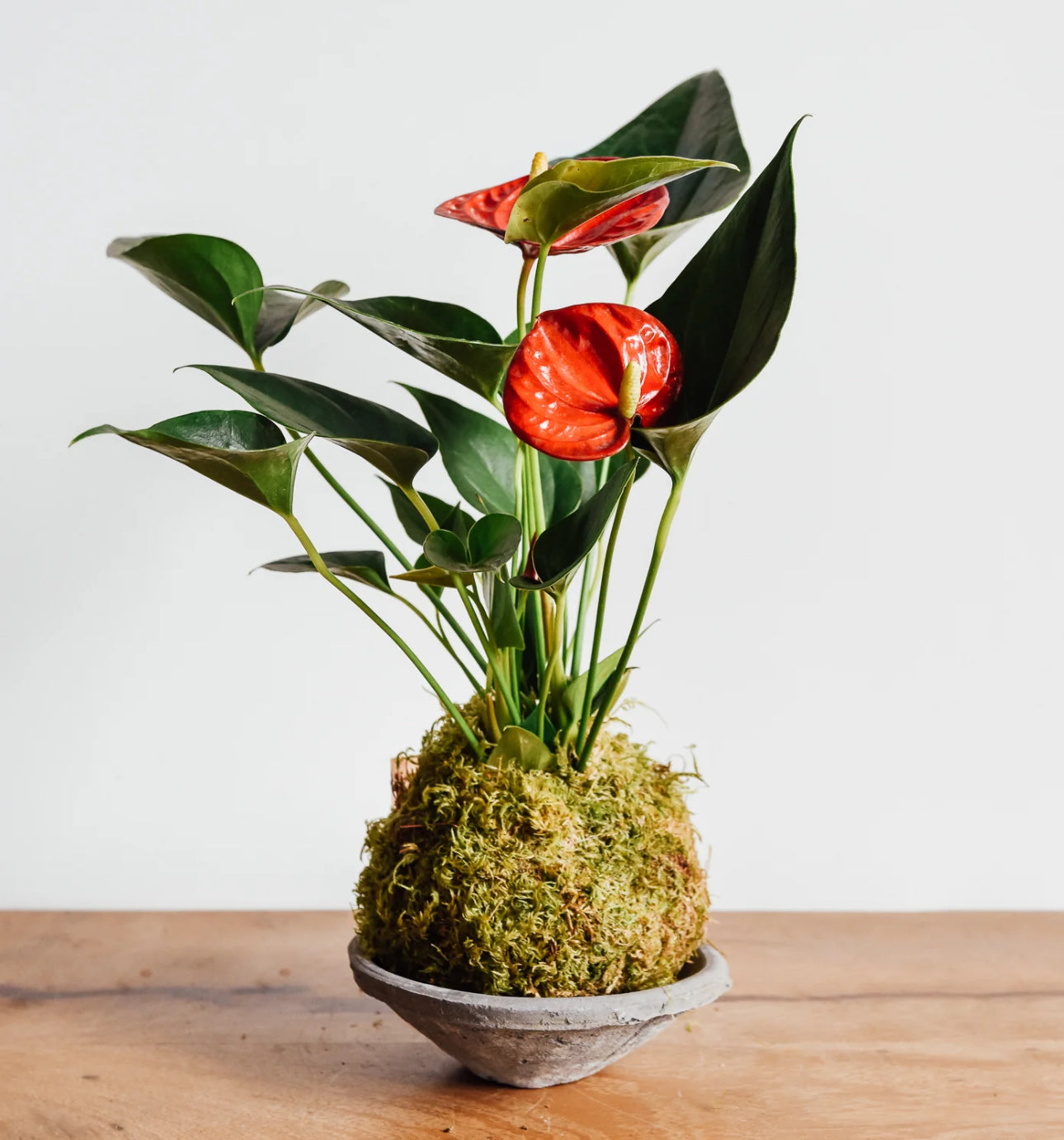 Kokodama Workshop ~ November 6, Thursday 5-7pm