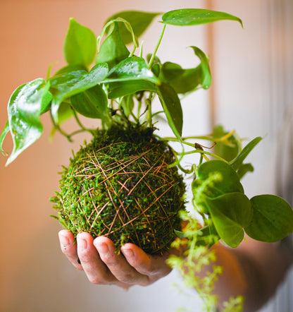 Kokodama Workshop ~ November 6, Thursday 5-7pm