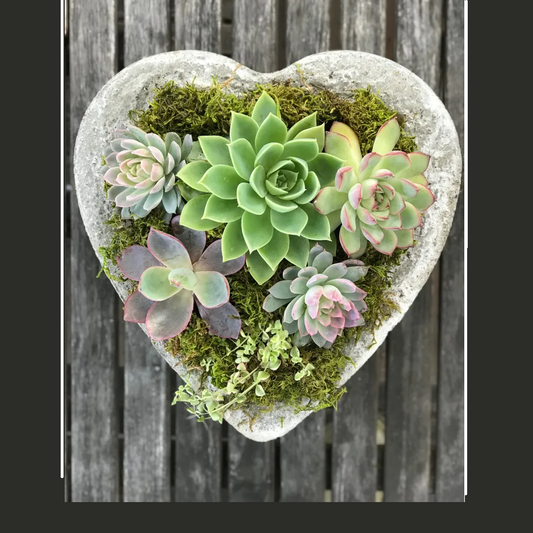 Succulent Heart Planter - Allen Greenhouse - Thursday, 02/12, 5-7
