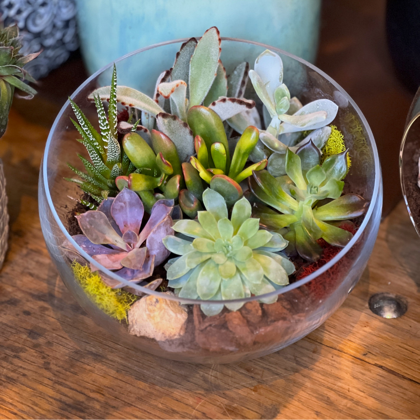 Double the Fun Terrariums